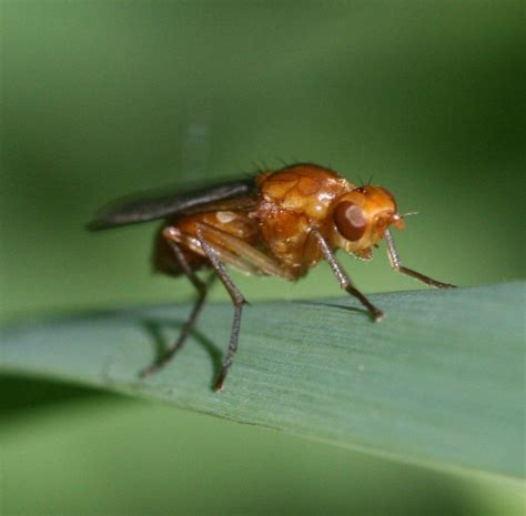 Rust's Fly.